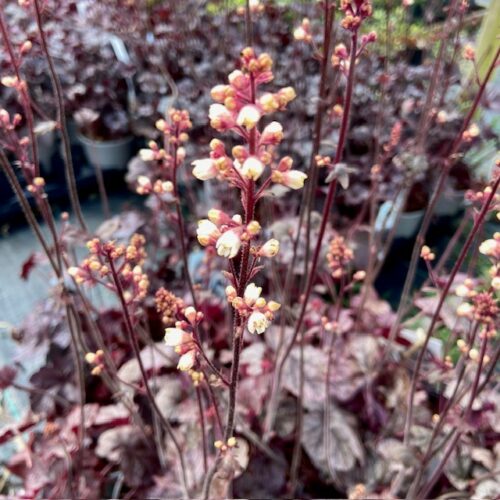 Heuchera 'Silver Scrolls' (purperklokje)
