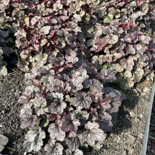 Heuchera 'Silver Scrolls' (purperklokje)