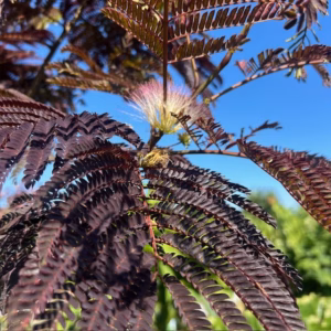 Albizia Julibrissin 'Summer chocolate' (Perzische slaapboom)