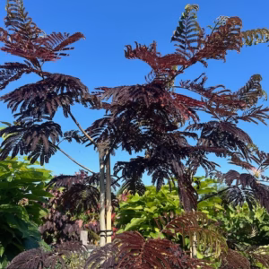 Albizia Julibrissin 'Summer chocolate' (Perzische slaapboom)