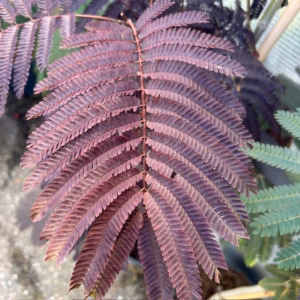Albizia Julibrissin 'Summer chocolate' (Perzische slaapboom)