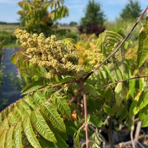 Rhus typhina (fluweelboom)