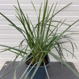 Sesleria Heufleriana (Blauwgras) 2 liter pot