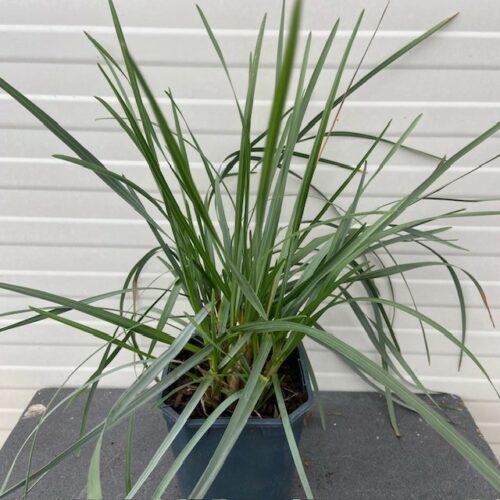 Sesleria Heufleriana (Blauwgras) 2 liter pot