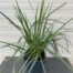 Sesleria Heufleriana (Blauwgras) 2 liter pot