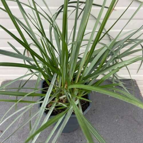 Sesleria Heufleriana (Blauwgras) 2 liter pot