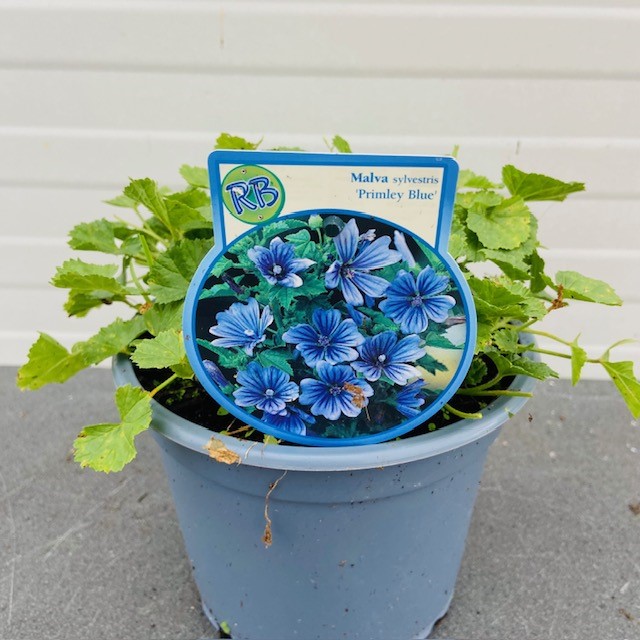 Malva sylvestris 'Primley Blue' (Kaasjeskruid)