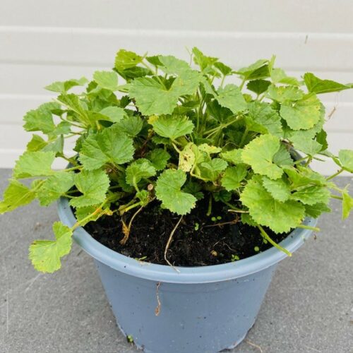 Malva sylvestris 'Primley Blue' (Kaasjeskruid)