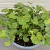 Malva sylvestris 'Primley Blue' (Kaasjeskruid)