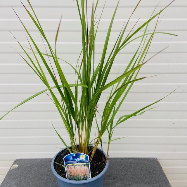 Calamagrostis ar. Karl Foester (struisriet)