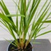 Calamagrostis ar. Karl Foester (struisriet)
