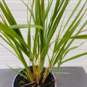 Calamagrostis ar. Karl Foester (struisriet)