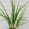 Calamagrostis ar. Karl Foester (struisriet)