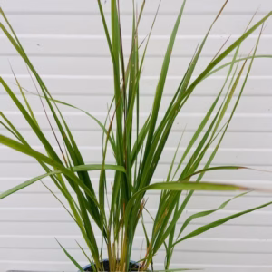 Calamagrostis ar. Karl Foester (struisriet)