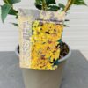 Forsythia Goldrausch (Chinees klokje)