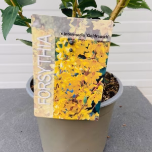 Forsythia Goldrausch (Chinees klokje)
