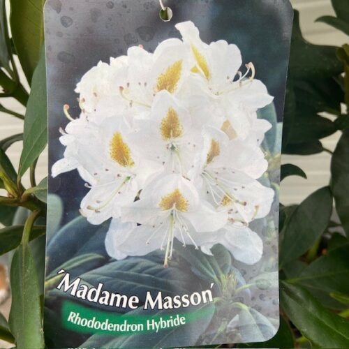 Rhododendron 'Madam Masson'