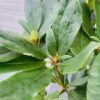 Rhododendron 'Madam Masson'
