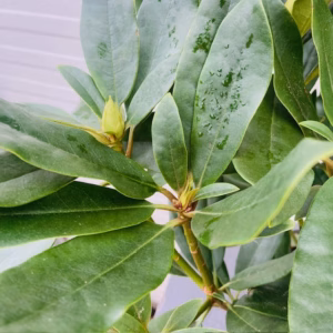 Rhododendron 'Madam Masson'