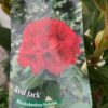 Rhododendron 'Red Jack'