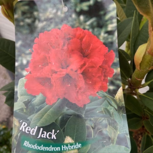 Rhododendron 'Red Jack'