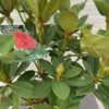 Rhododendron 'Red Jack'
