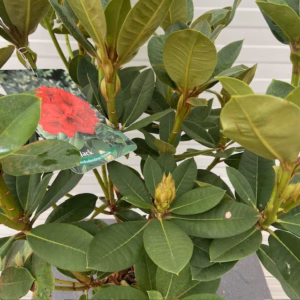 Rhododendron 'Red Jack'