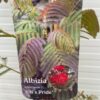 Albizia Julibrissin 'Evi’s pride' (Perzische slaapboom)