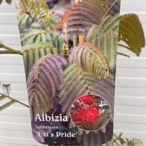 Albizia Julibrissin 'Evi’s pride' (Perzische slaapboom)