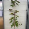Albizia Julibrissin 'Evi’s pride' (Perzische slaapboom)