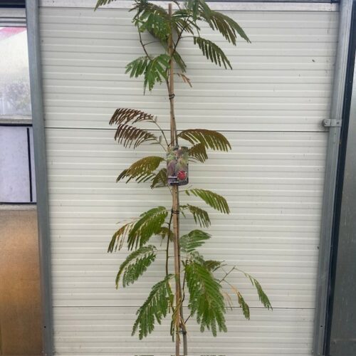 Albizia Julibrissin 'Evi’s pride' (Perzische slaapboom)