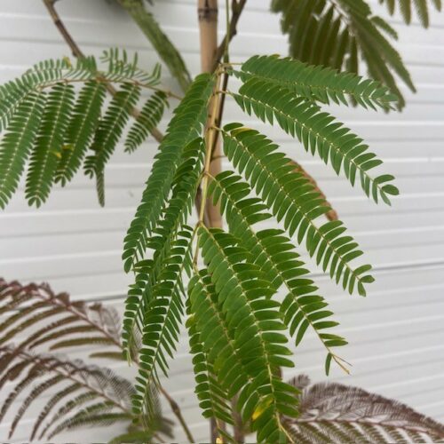 Albizia Julibrissin 'Evi’s pride' (Perzische slaapboom)