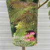 Albizia Julibrissin 'Ombrella' (Perzische slaapboom)