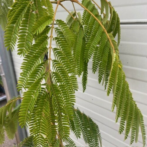 Albizia Julibrissin 'Ombrella' (Perzische slaapboom)