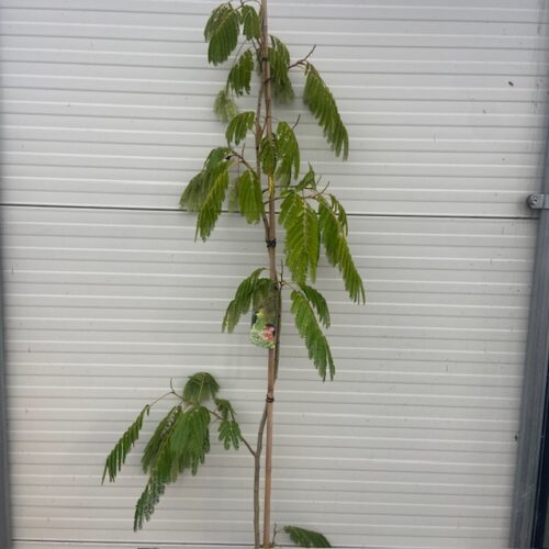 Albizia Julibrissin 'Ombrella' (Perzische slaapboom)