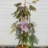 Albizia Julibrissin 'Chocolate Fountain' (Perzische slaapboom)