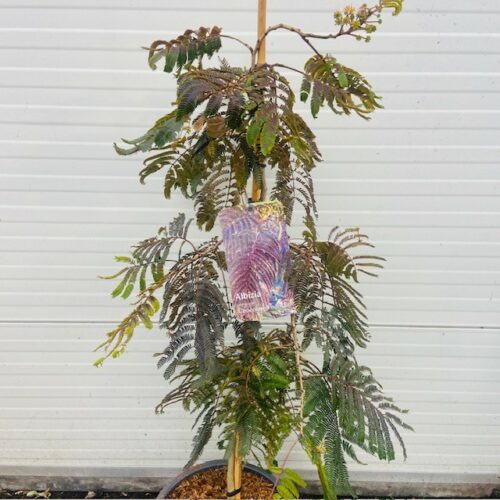 Albizia Julibrissin 'Chocolate Fountain' (Perzische slaapboom)