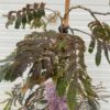 Albizia Julibrissin 'Chocolate Fountain' (Perzische slaapboom)