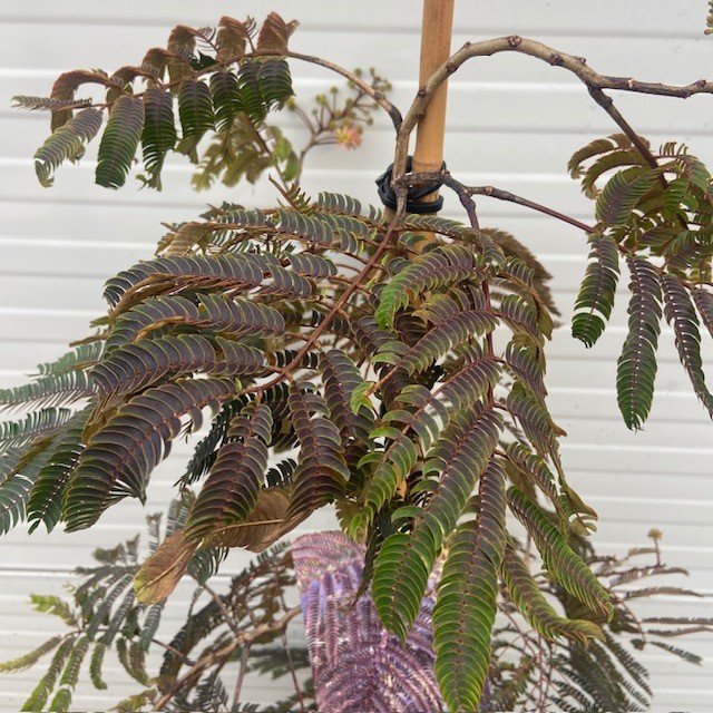 Albizia Julibrissin 'Chocolate Fountain' (Perzische slaapboom)