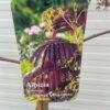 Albizia Julibrissin Summer chocolate (Perzische slaapboom)