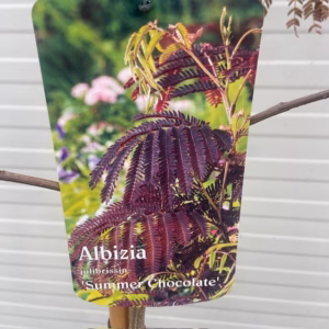 Albizia Julibrissin Summer chocolate (Perzische slaapboom)
