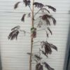 Albizia Julibrissin 'Summer chocolate' (Perzische slaapboom)