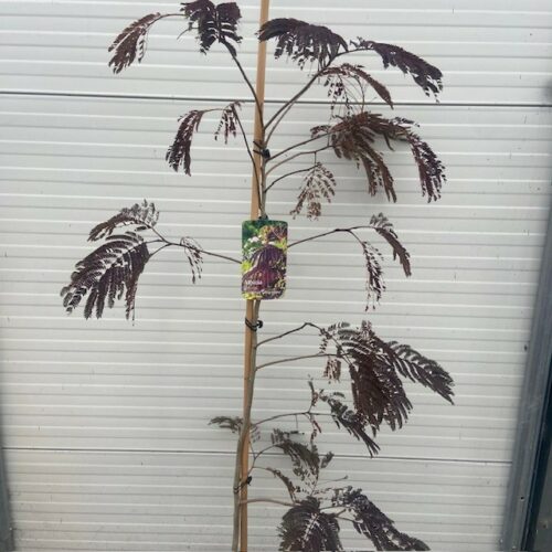 Albizia Julibrissin 'Summer chocolate' (Perzische slaapboom)