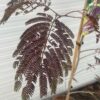 Albizia Julibrissin Summer chocolate (Perzische slaapboom)