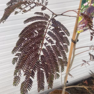 Albizia Julibrissin Summer chocolate (Perzische slaapboom)