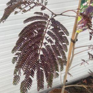 Albizia Julibrissin Summer chocolate (Perzische slaapboom)