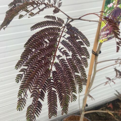 Albizia Julibrissin Summer chocolate (Perzische slaapboom)