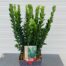 Euonymus Green Spire (Japanse Kardinaalsmuts)