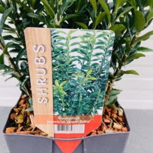 Euonymus Green Spire (Japanse Kardinaalsmuts)