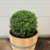 55 liter portvat beplant met Ilex bol (40 cm)